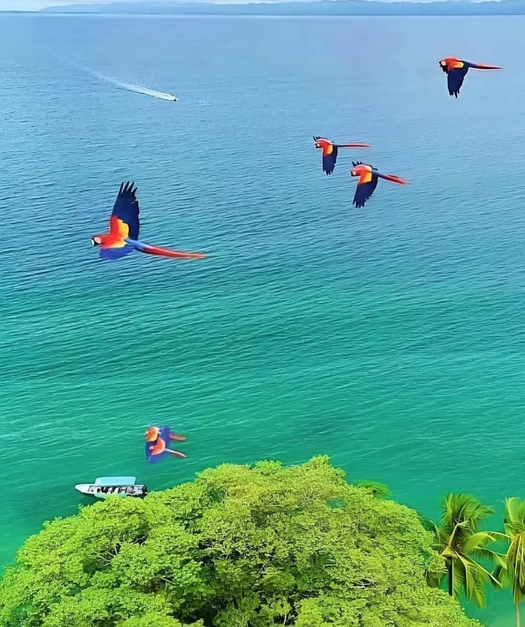 Costa Rica Week 2: Caribbean Vibes, Rainforest Trails & River Adventures