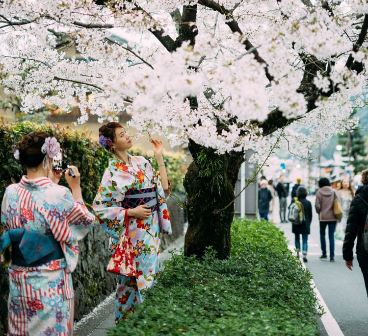 Japan in cherry blossom season — one of the most unforgettable experiences on TourRadar’s Mega Sale list.